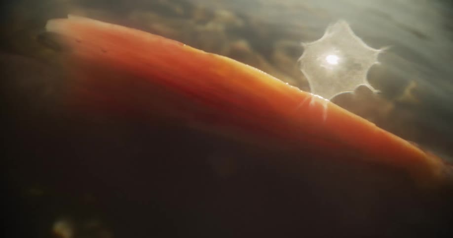 A beautiful close-up of a spawning salmon resting in a sun-dappled, clear river
