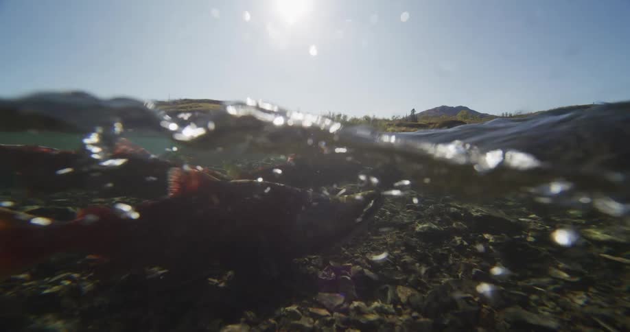 A vibrant red salmon swims in a shallow, rocky river, captured in a slow-motion, split-level underwater view on a sunny day