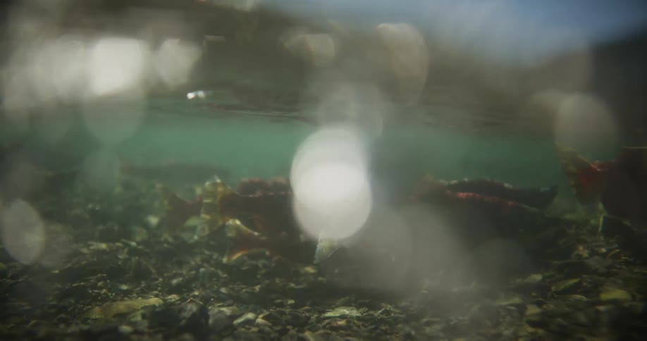 An artistic slow-motion underwater view of sockeye salmon swimming in a sunlit shallow river with beautiful bokeh