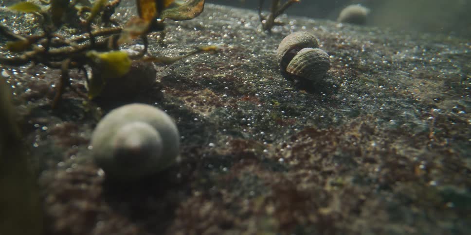 An underwater macro view reveals several sea snails resting on a moss-covered rock