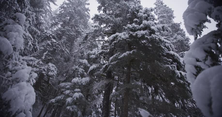 A slow-motion dolly shot moves through a tranquil, snow-covered evergreen forest during a gentle snowfall