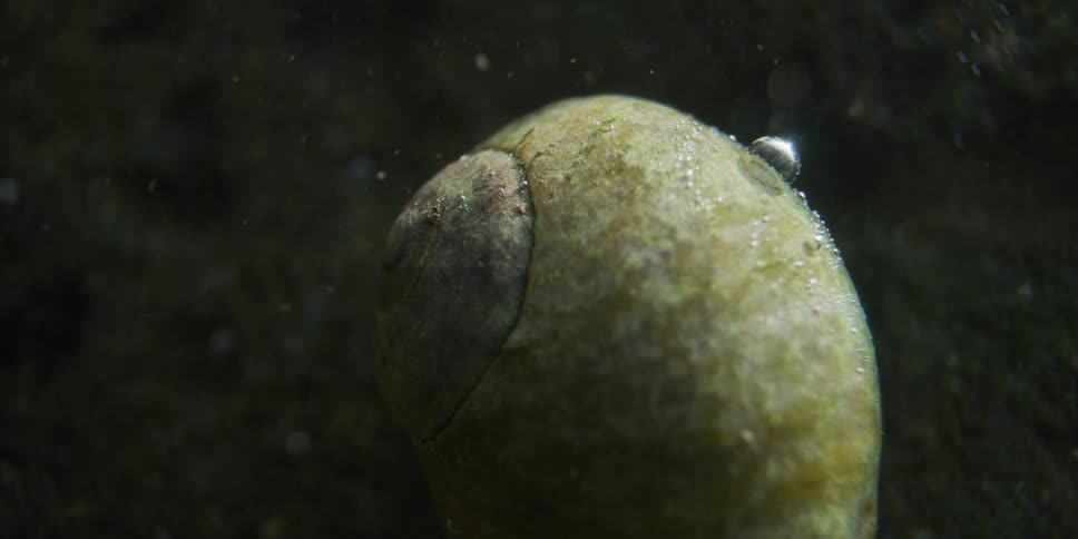 A macro close-up of a small, still snail submerged in dark, murky water with tiny particles floating by