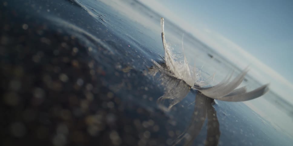 A delicate white feather is frozen in a thin layer of shimmering ice on a dark pebbled beach under a clear blue sky