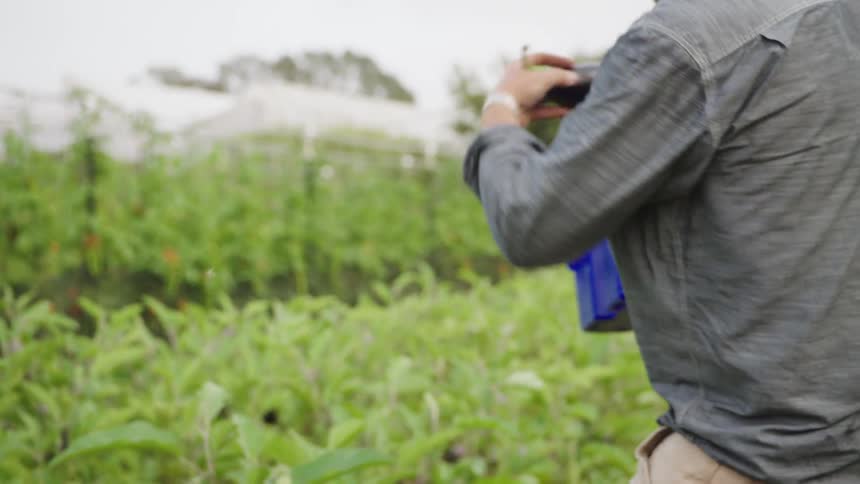 A farmer carefully picks a ripe eggplant from a plant and places it in a bin while harvesting in a green field