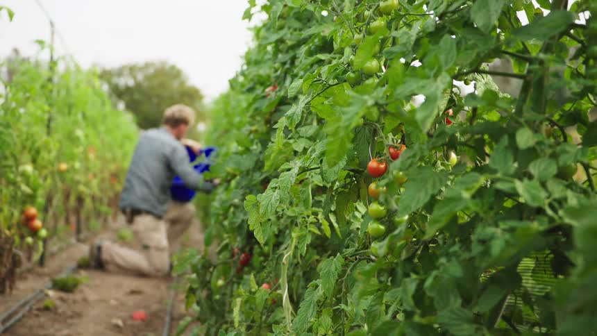 A close-up of lush green tomato vines with ripe fruit, while a farmer kneels in the background harvesting the crop