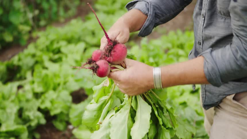 A farmer carefully harvests a bunch of fresh red beets from the rich garden soil in slow motion