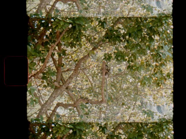 Vintage Super 8 film captures a curious macaque monkey sitting peacefully in a jungle tree