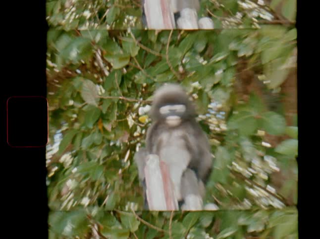 Archival footage shows a spectacled langur monkey with distinct white eye rings perched on a wooden pole in a tree
