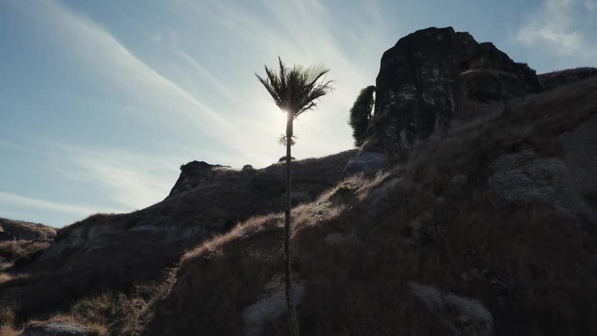 A lone palm tree stands silhouetted against the bright sun on a dry, rocky hillside