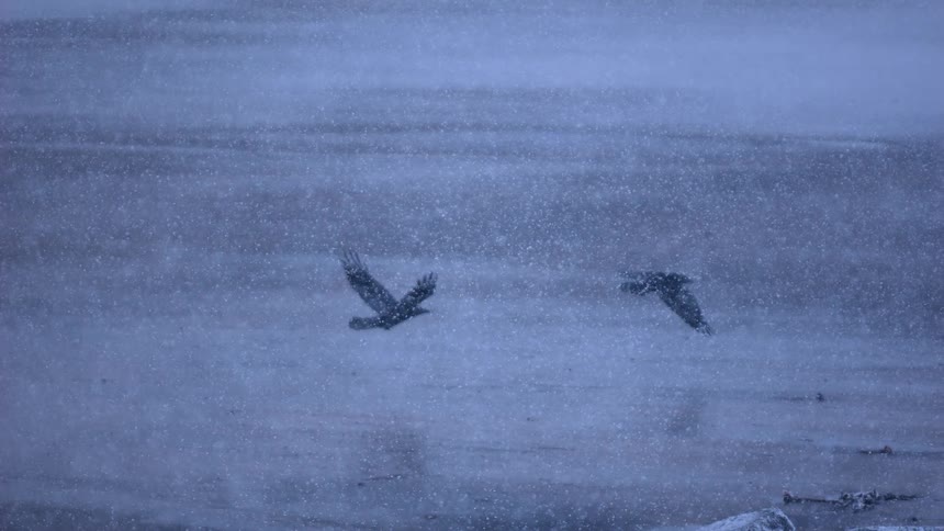 Two crows fly through a heavy winter snowstorm in dramatic slow motion
