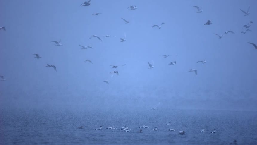 A flock of seagulls in slow motion flies and floats over a calm lake during a heavy, foggy snowstorm