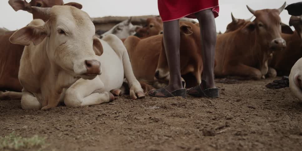 Person walks over to some animals sitting on the dirt