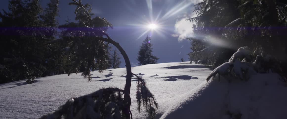A bright winter sun shines down on a tranquil, snow-covered mountain forest landscape