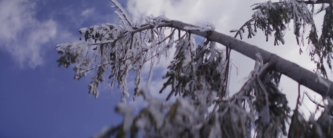 A low-angle view shows a snow and ice-covered pine branch bending under the weight against a brilliant blue sky