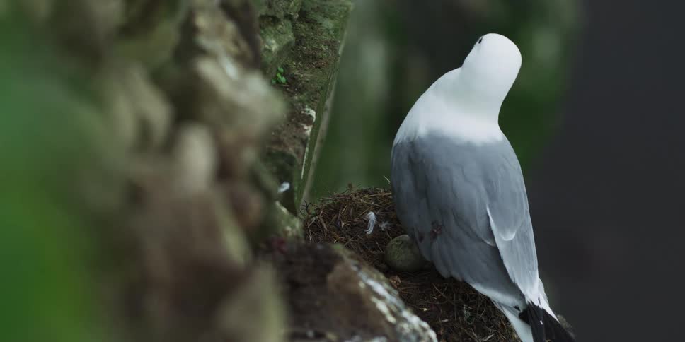 A Black-legged Kittiwake seabird sits attentively on its nest, guarding a single egg on a mossy cliffside