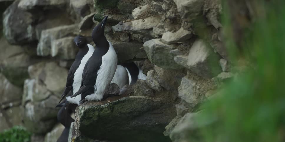 A group of black and white Common Guillemot seabirds rest together on a rocky cliff face