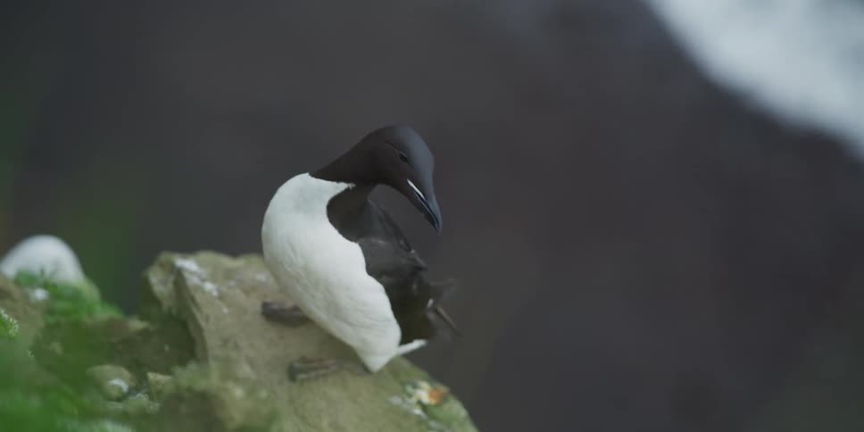 A Common Guillemot seabird perches on a mossy rock along the coast, looking around and calling out