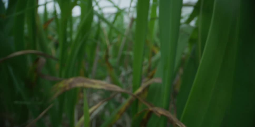 An immersive macro shot pushes forward through the dense green leaves and stalks of a grassy field