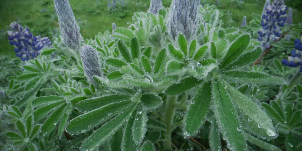 A macro pull-out shot reveals fuzzy green lupine leaves and purple flower buds covered in fresh morning dew