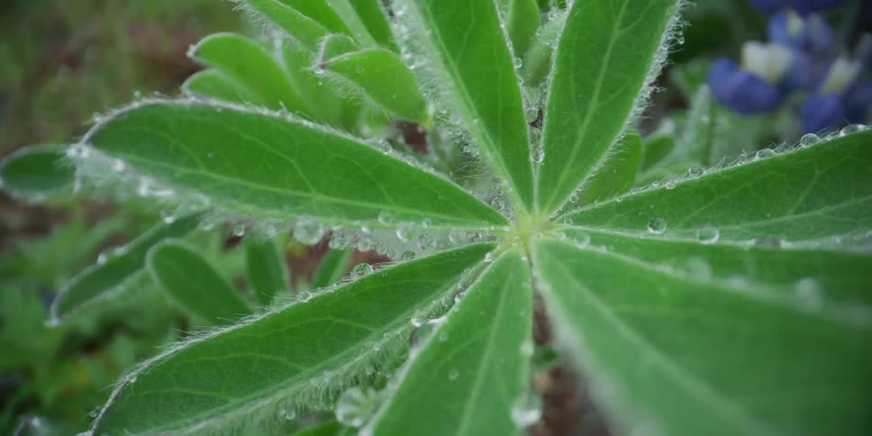 A beautiful macro shot slowly pans across a vibrant green, fuzzy leaf, revealing glistening morning dew droplets clinging to its edges