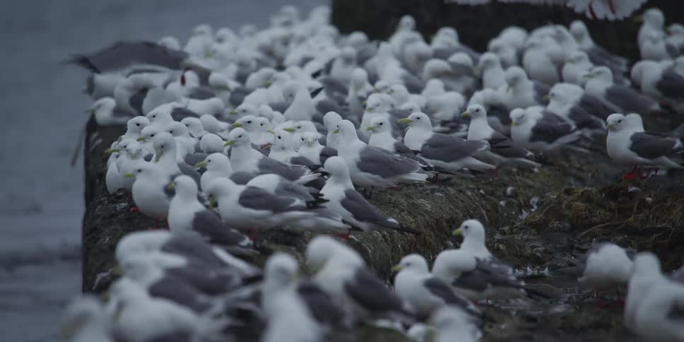 A bustling colony of seagulls gathers on a rocky shore, with birds flying and landing in a dynamic slow-motion display