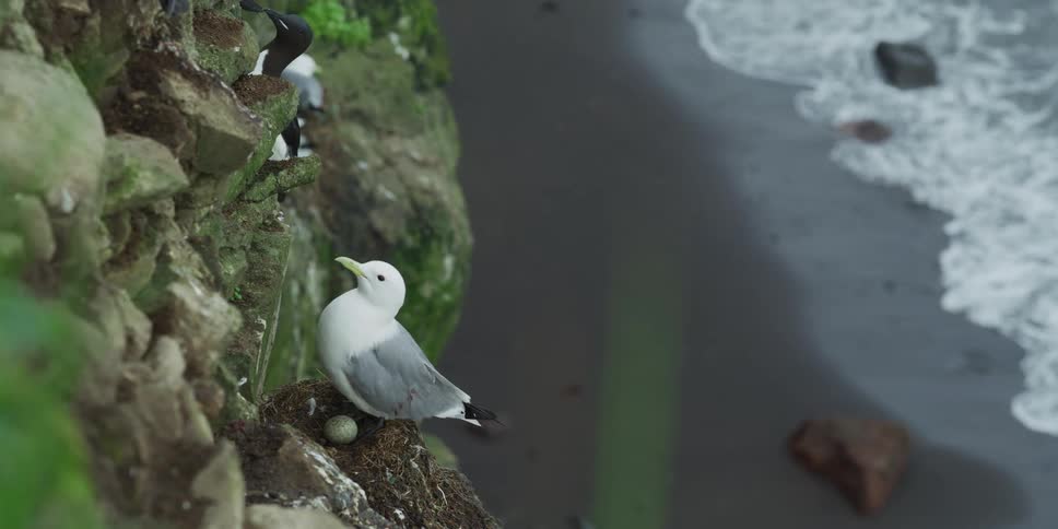 A black-legged kittiwake seabird watches over its egg in a nest on a steep coastal cliff as ocean waves crash on the shore below