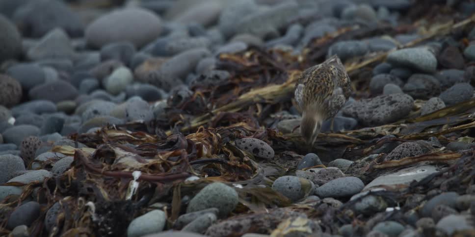 A small Dunlin shorebird actively pecks at the ground, foraging for food among the seaweed and wet rocks on a beach