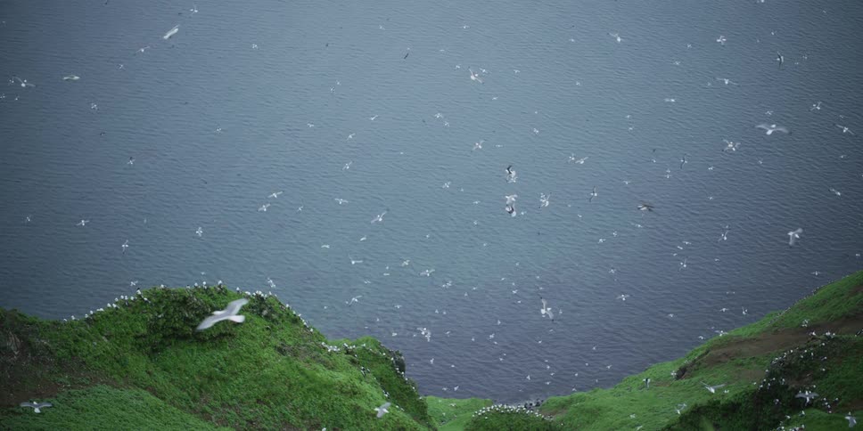 Slow motion view from a high grassy cliff of a large flock of seagulls flying over the ocean