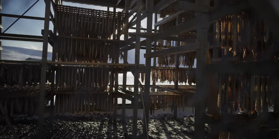 Sunlight and shadows move across fish drying on traditional wooden racks in a cold coastal environment