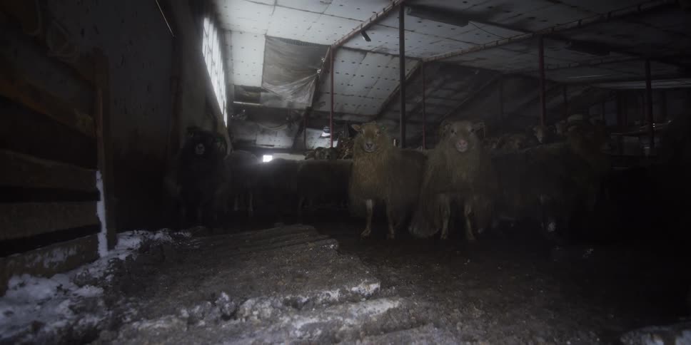 A flock of long-haired sheep stands still and stares into the camera inside a dimly lit, cold barn during winter