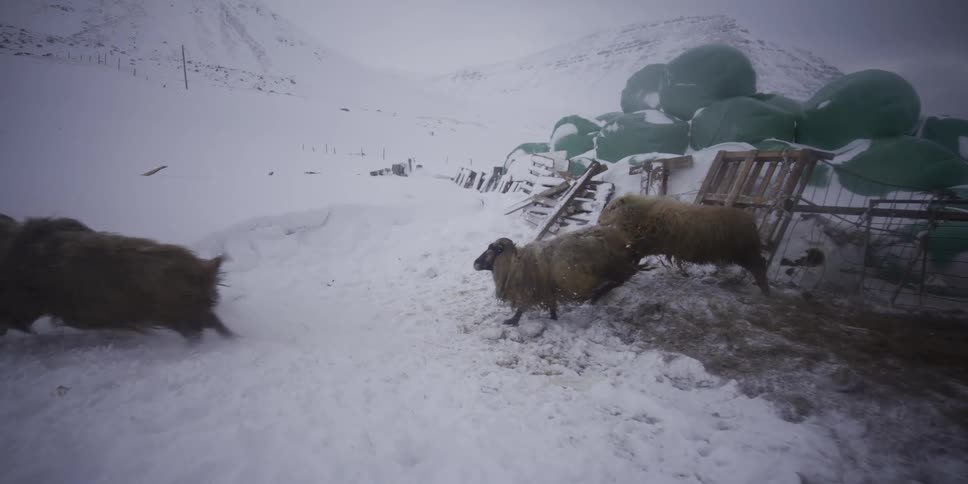 A flock of woolly Icelandic sheep run through the deep snow in slow motion on a farm in a harsh winter landscape