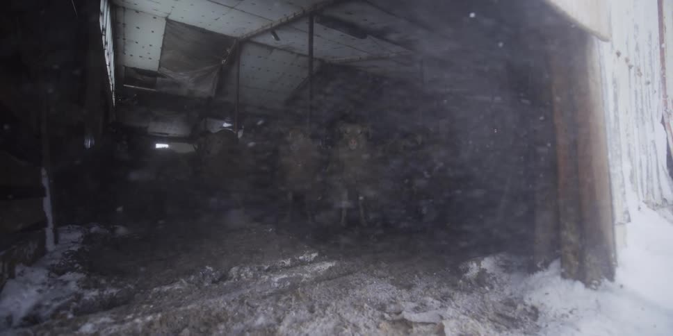 A herd of sheep takes refuge from a raging winter blizzard inside a dark, rustic barn as snow blows in