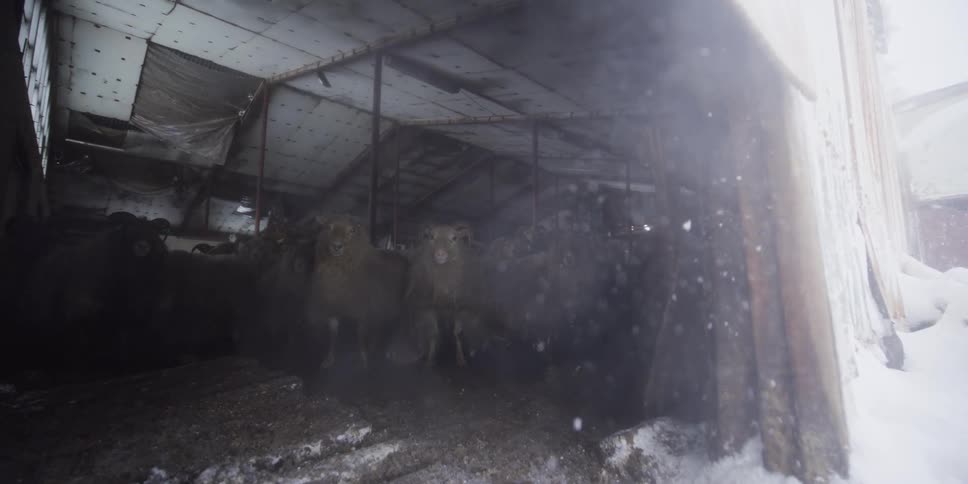 Sheep take refuge from a blizzard inside a dark, rustic barn in a dramatic slow-motion reveal
