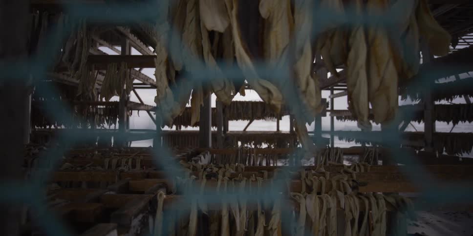 A slow dolly reveals rows of traditional Icelandic stockfish hanging to dry on wooden racks in the cold winter air