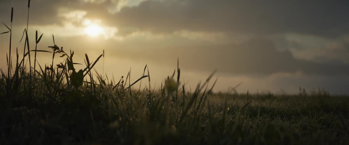 A low-angle shot captures dewy blades of grass in a field as the sun rises behind the clouds