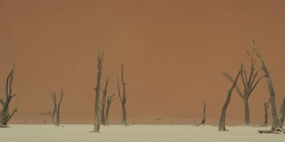 A surreal and desolate desert landscape features skeletal dead trees on a white salt flat against a backdrop of a giant orange sand dune