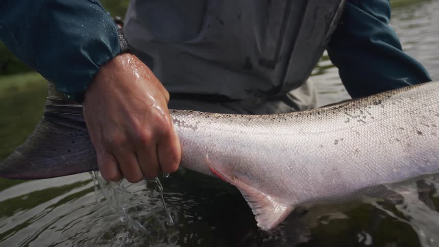 Slow motion closeup of a fisherman holding a large salmon by the tail in the river to revive it before release