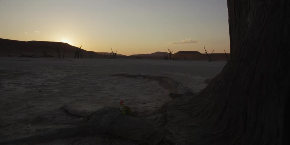A camera pans down to reveal a single red flower blooming next to the roots of a dead tree in a barren desert at sunrise