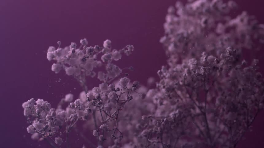Pollen flies from shaking plants