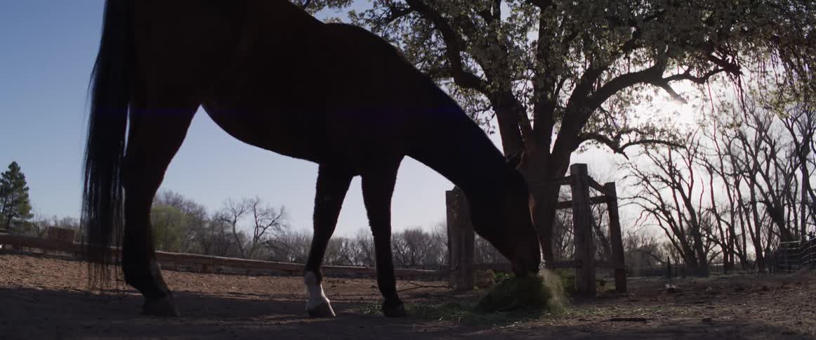 A silhouetted horse grazes on grass in a dusty farm pen under a flowering tree at sunrise