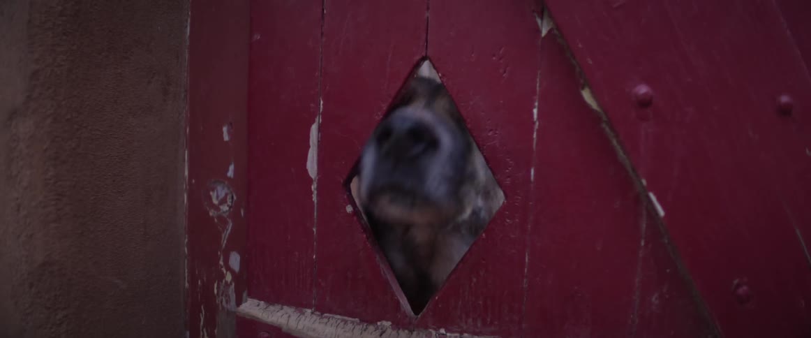 A curious dog peeks its head through a diamond-shaped hole in a weathered red wooden door