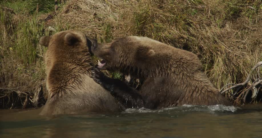 An intense slow-motion closeup captures two massive grizzly bears roaring and fighting aggressively in the shallow waters of a river