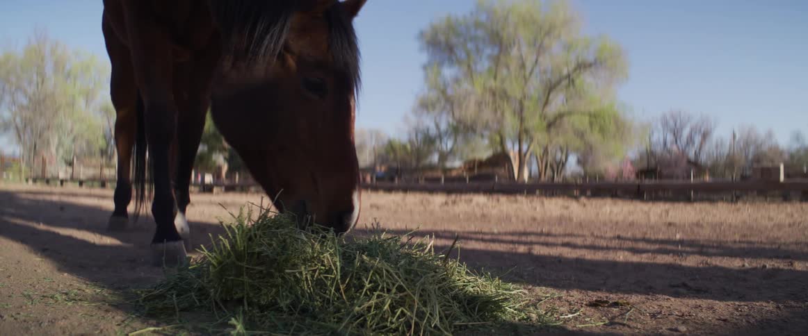 A beautiful brown horse eats from a pile of fresh hay in a pasture on a sunny day