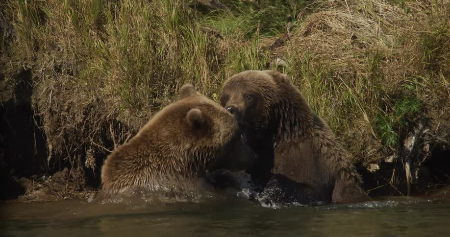 Two majestic grizzly bears share an intimate moment before engaging in a powerful, slow-motion fight in a river