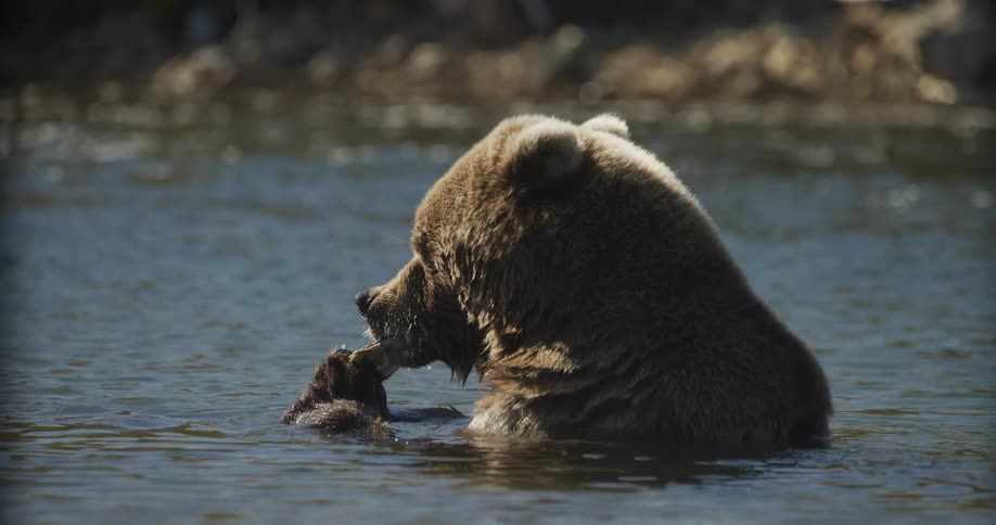 A majestic brown bear sits peacefully in a river, carefully eating a freshly caught fish in a detailed slow-motion shot