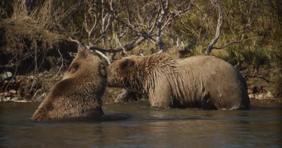 Two large brown bears play and nuzzle each other while cooling off in a sunlit river