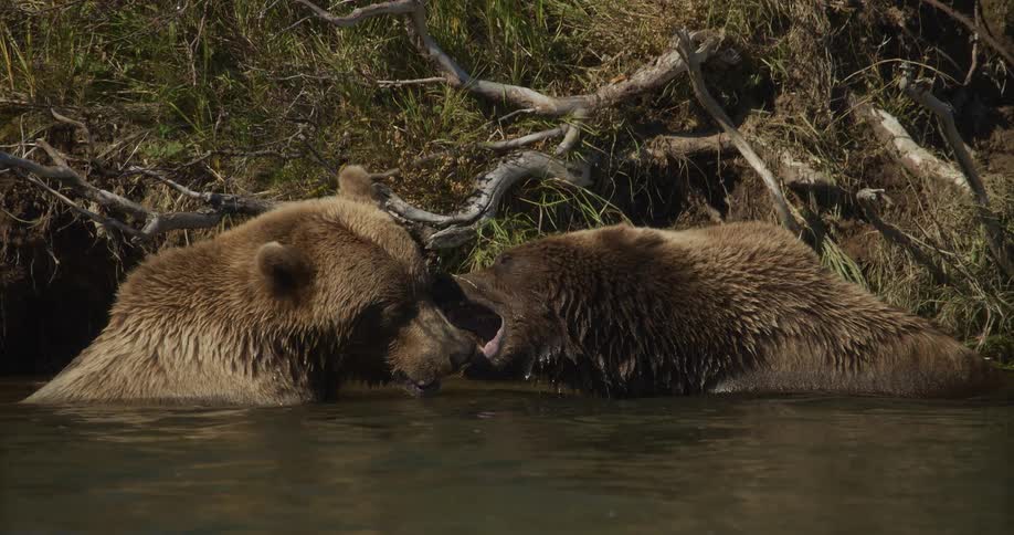 Two massive brown bears aggressively fight and bare their teeth at one another in a river in super slow motion