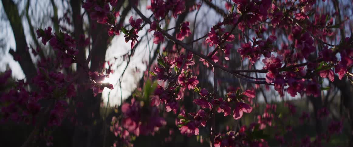 The setting sun creates a beautiful lens flare as it peeks through the branches of a tree with pink blossoms