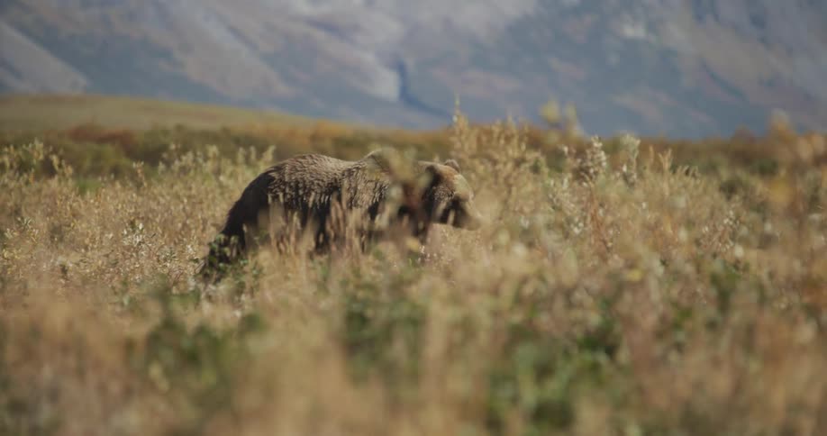 In slow motion, a large grizzly bear forages for food in the autumn tundra with mountains in the distance