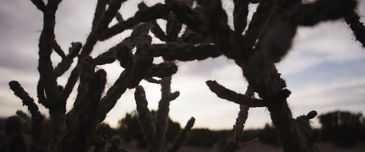 A slow pull-back reveals the intricate, silhouetted branches of a cholla cactus against an overcast sky